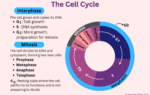 cell cyle