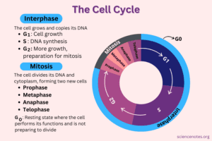 cell cyle