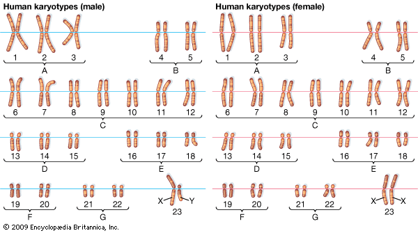 chromosomal number