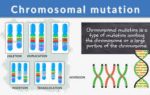 chromosomal mutation