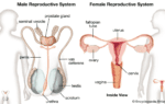 human reproductive system