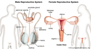 human reproductive system