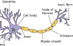 nervous system