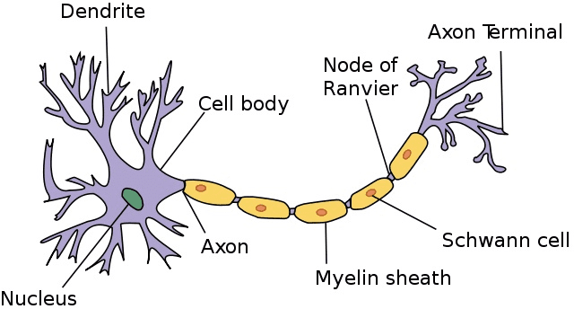 nervous system