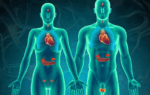 endocrine system